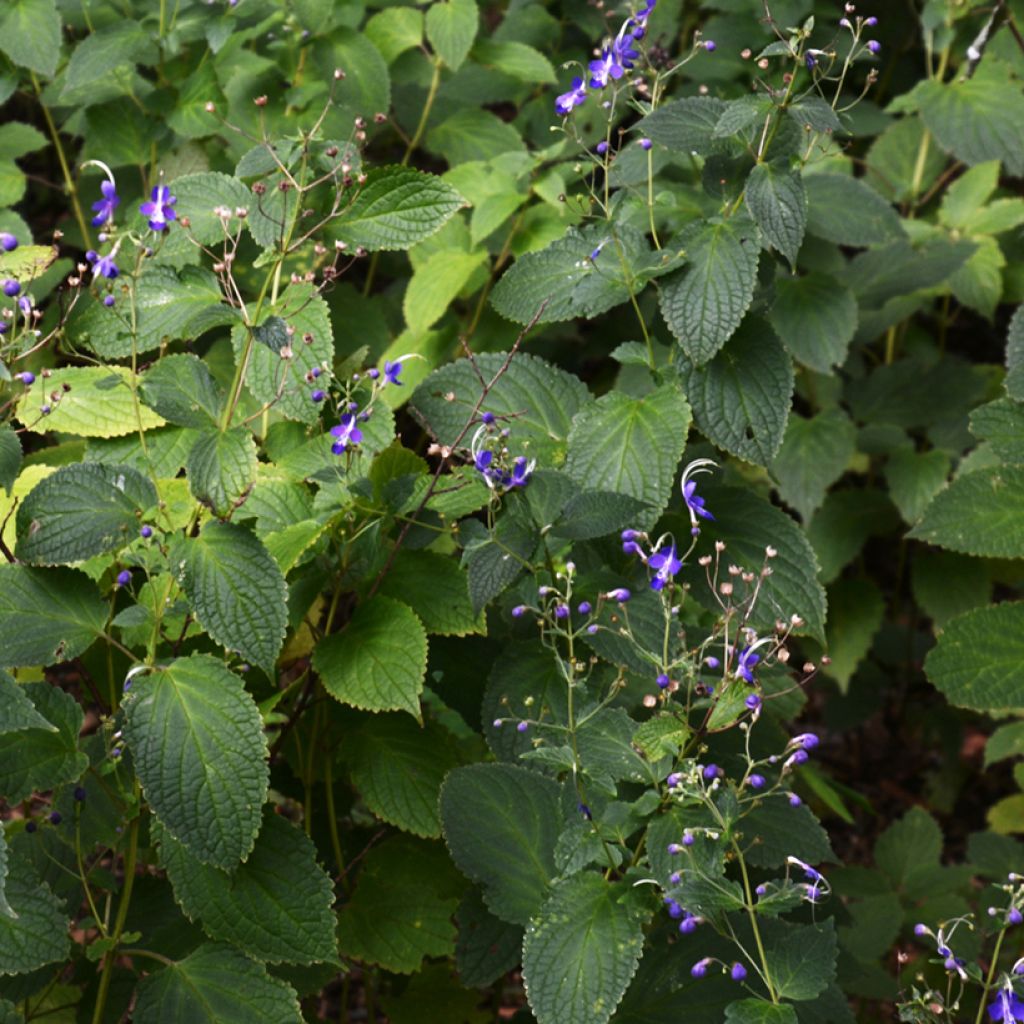 Caryopteris divaricata - Bartblume