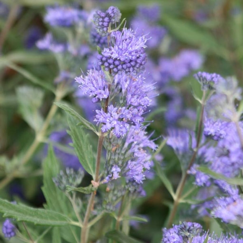 Bartblume Grand Bleu - Caryopteris clandonensis