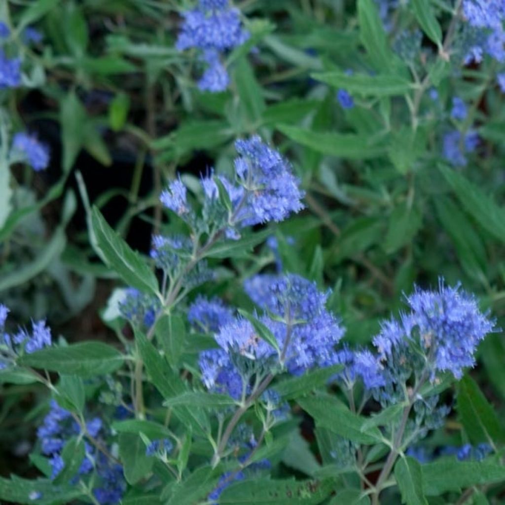 Bartblume Grand Bleu - Caryopteris clandonensis