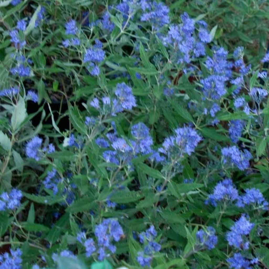 Bartblume Grand Bleu - Caryopteris clandonensis