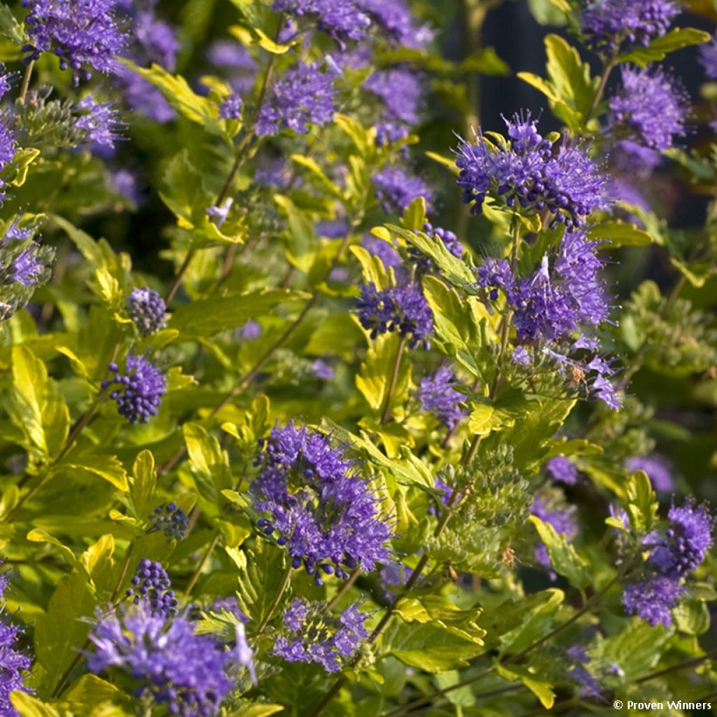 Caryopteris incana Sunny Blue - Bartblume