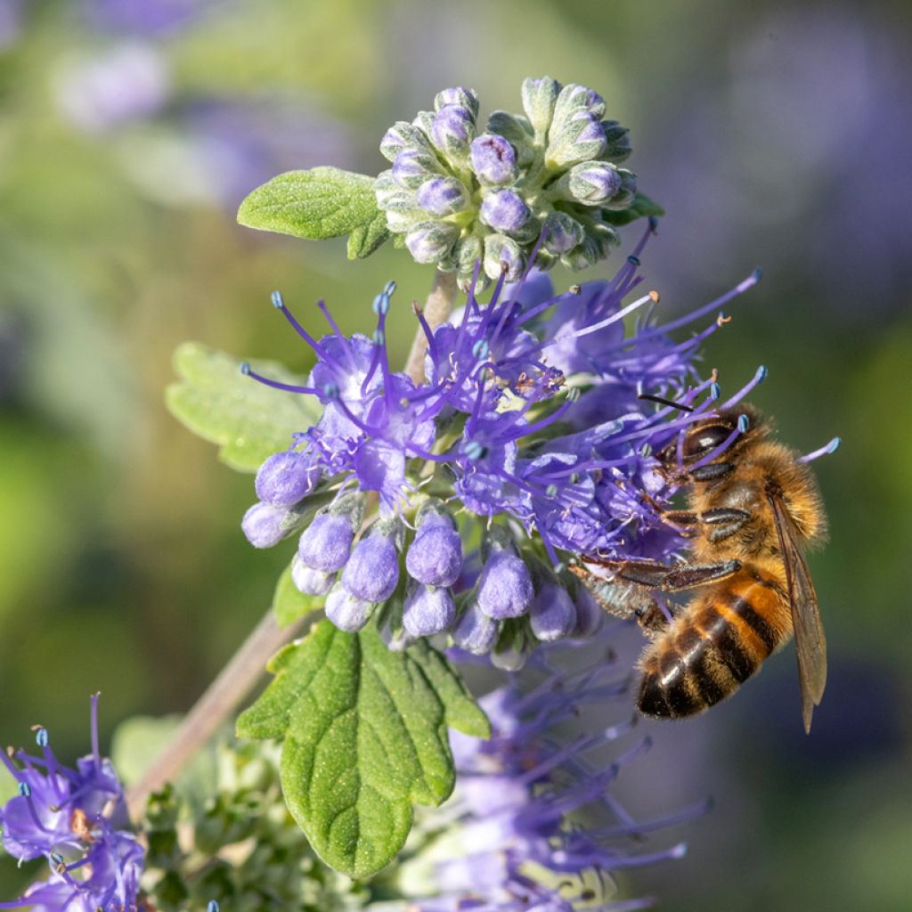 Caryopteris incana Sunny Blue - Bartblume