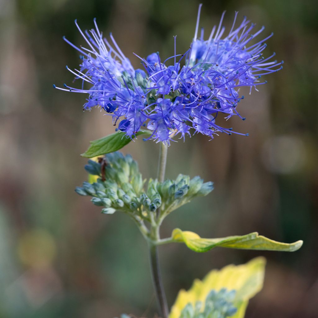 Caryopteris incana Sunny Blue - Bartblume