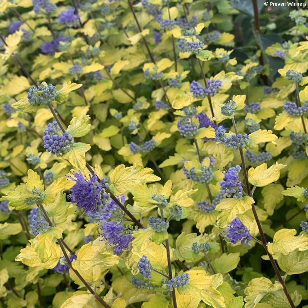 Caryopteris incana Sunny Blue - Bartblume