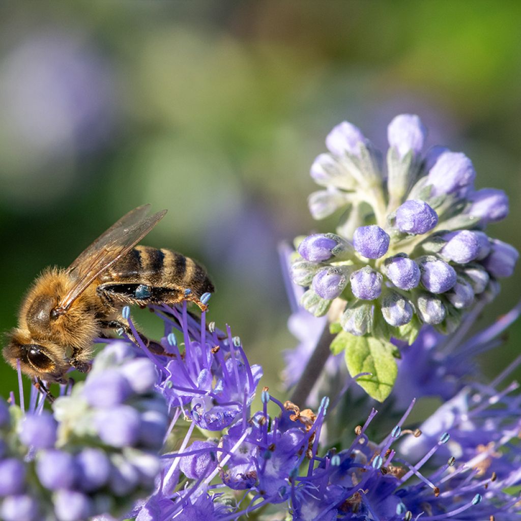 Caryopteris incana Sunny Blue - Bartblume