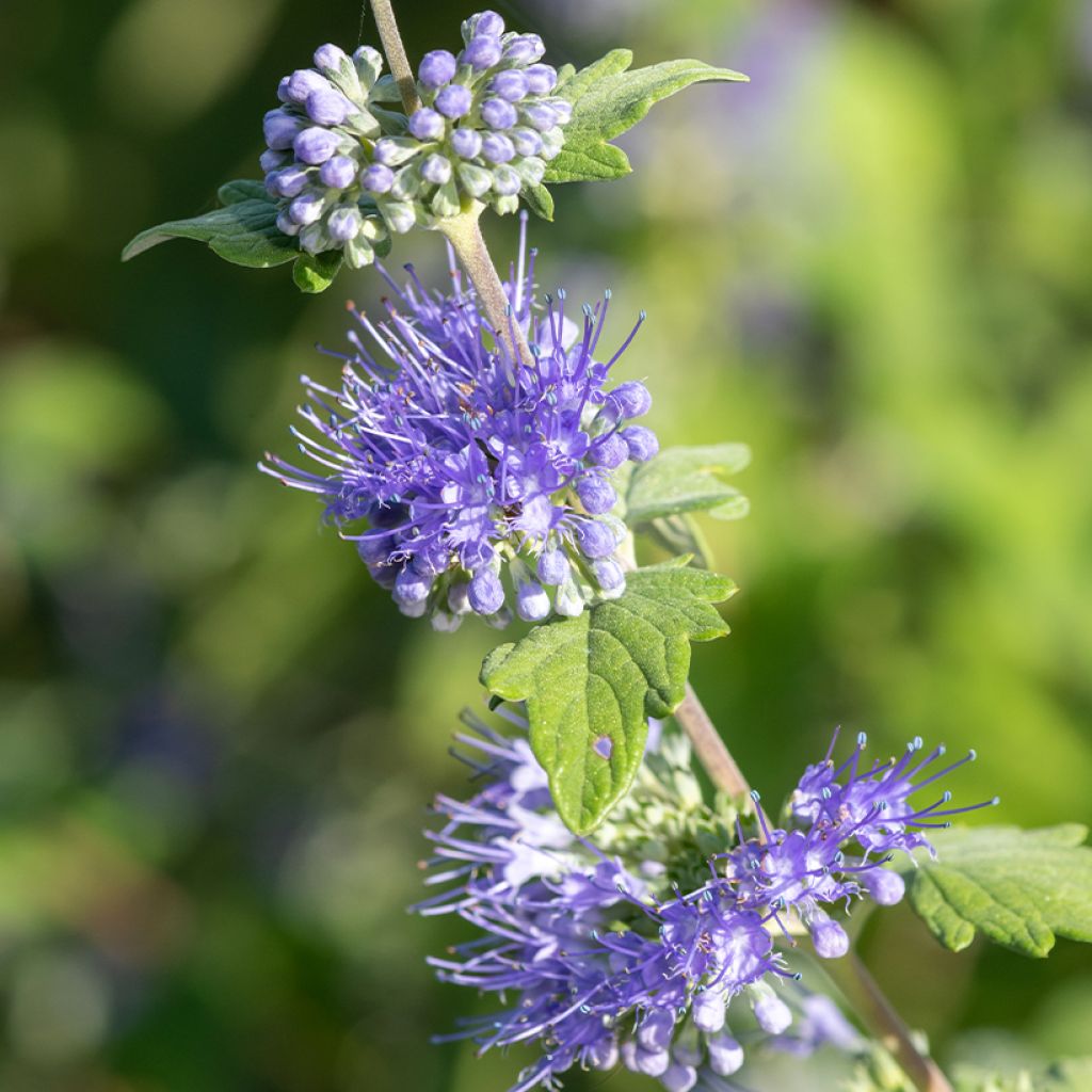 Caryopteris incana Sunny Blue - Bartblume