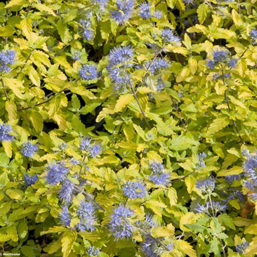 Caryopteris incana Sunshine Blue - Bartblume