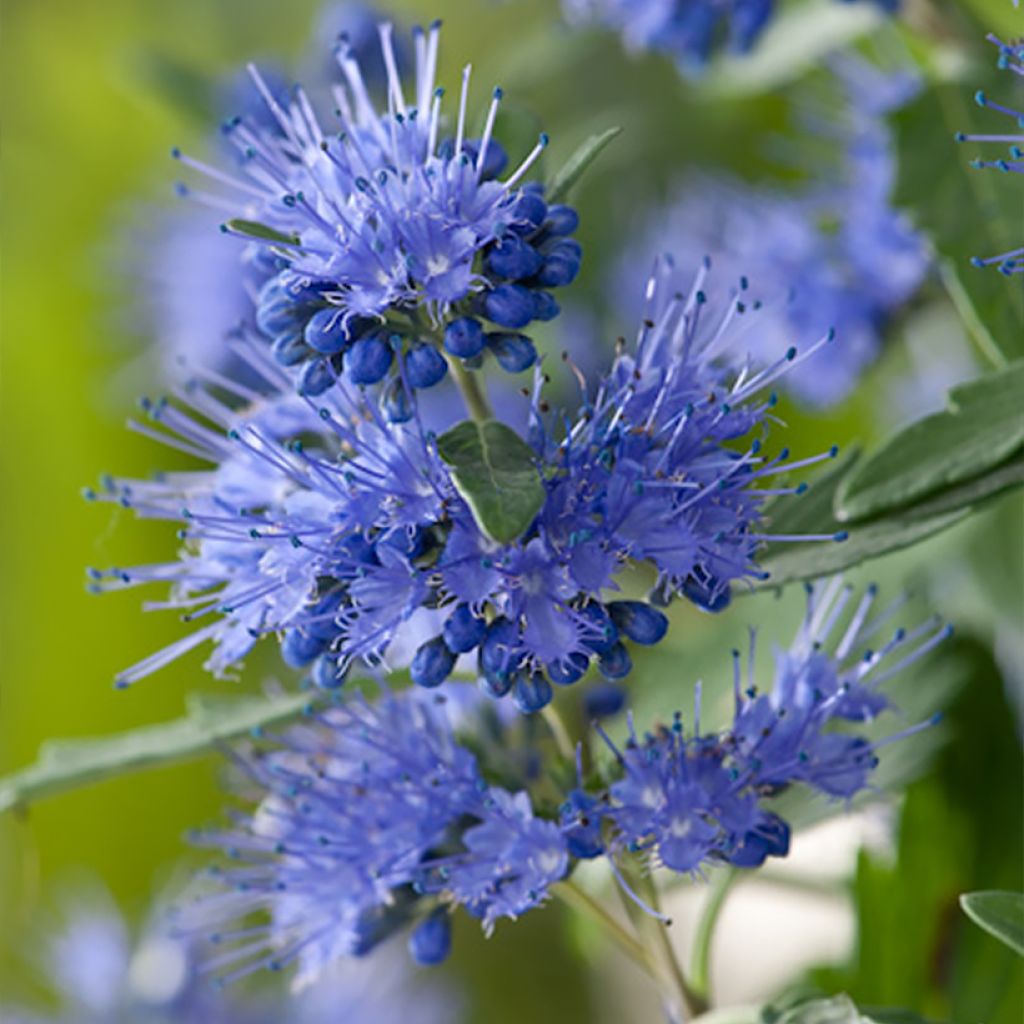 Bartblume Blauer Spatz - Caryopteris clandonensis