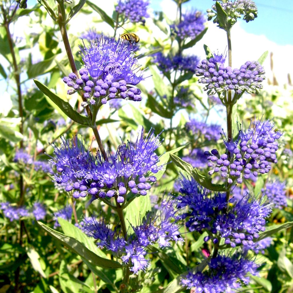 Bartblume Camara Dark Blue - Caryopteris clandonensis