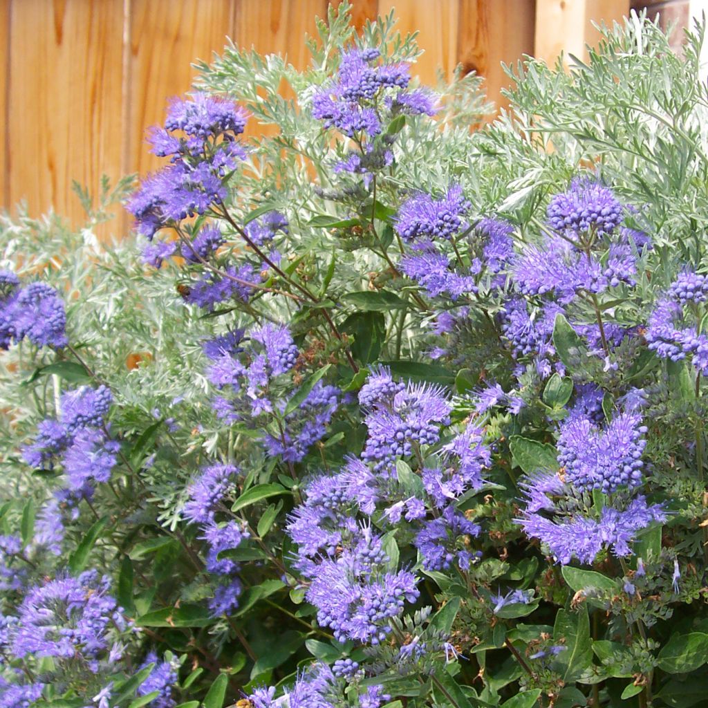 Bartblume Heavenly Blue - Caryopteris clandonensis