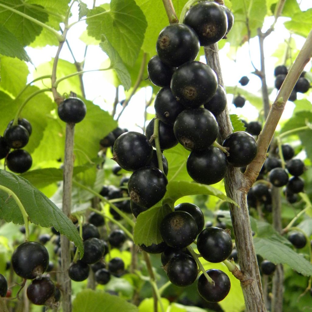 Schwarze Johannisbeere Géant de Boskoop