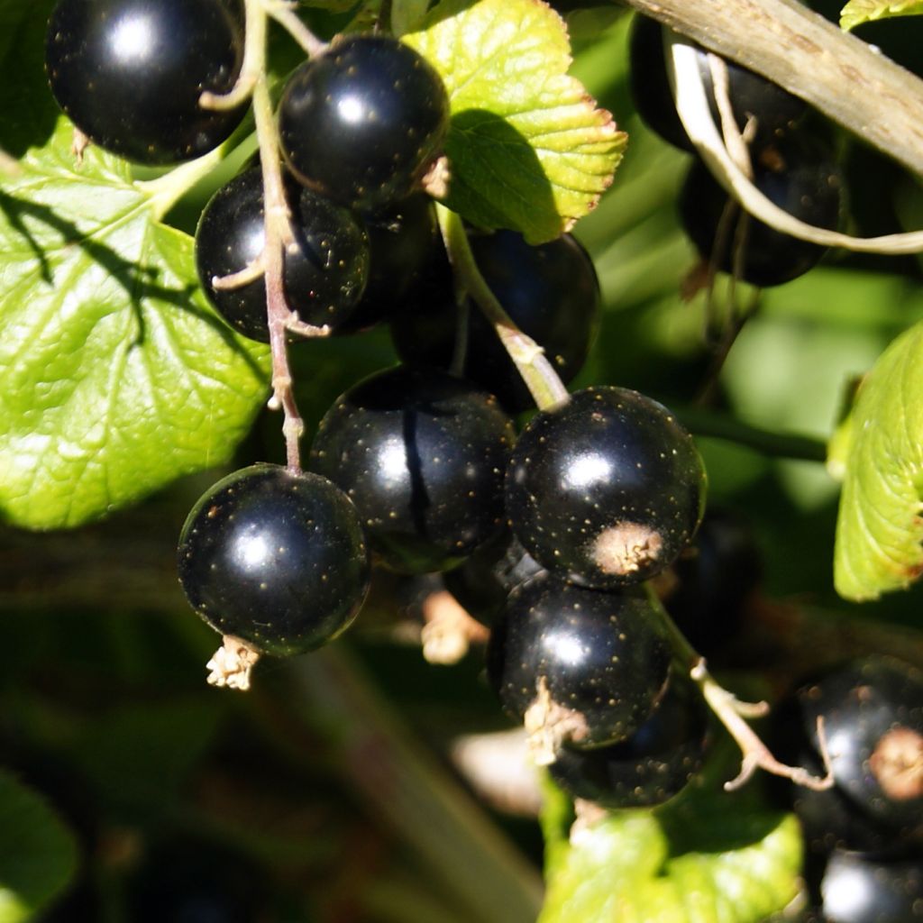 Schwarze Johannisbeere Ben Nevis