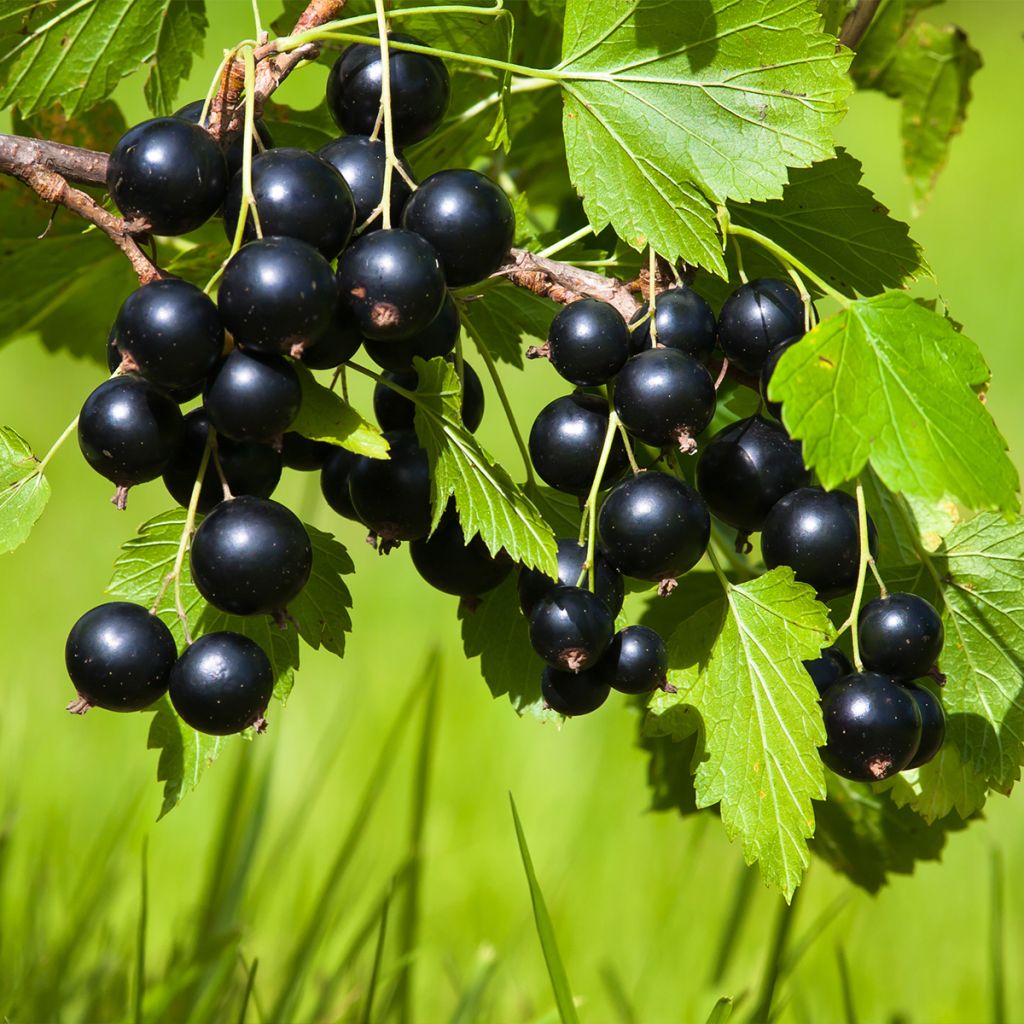 Schwarze Johannisbeere Merveille De Gironde