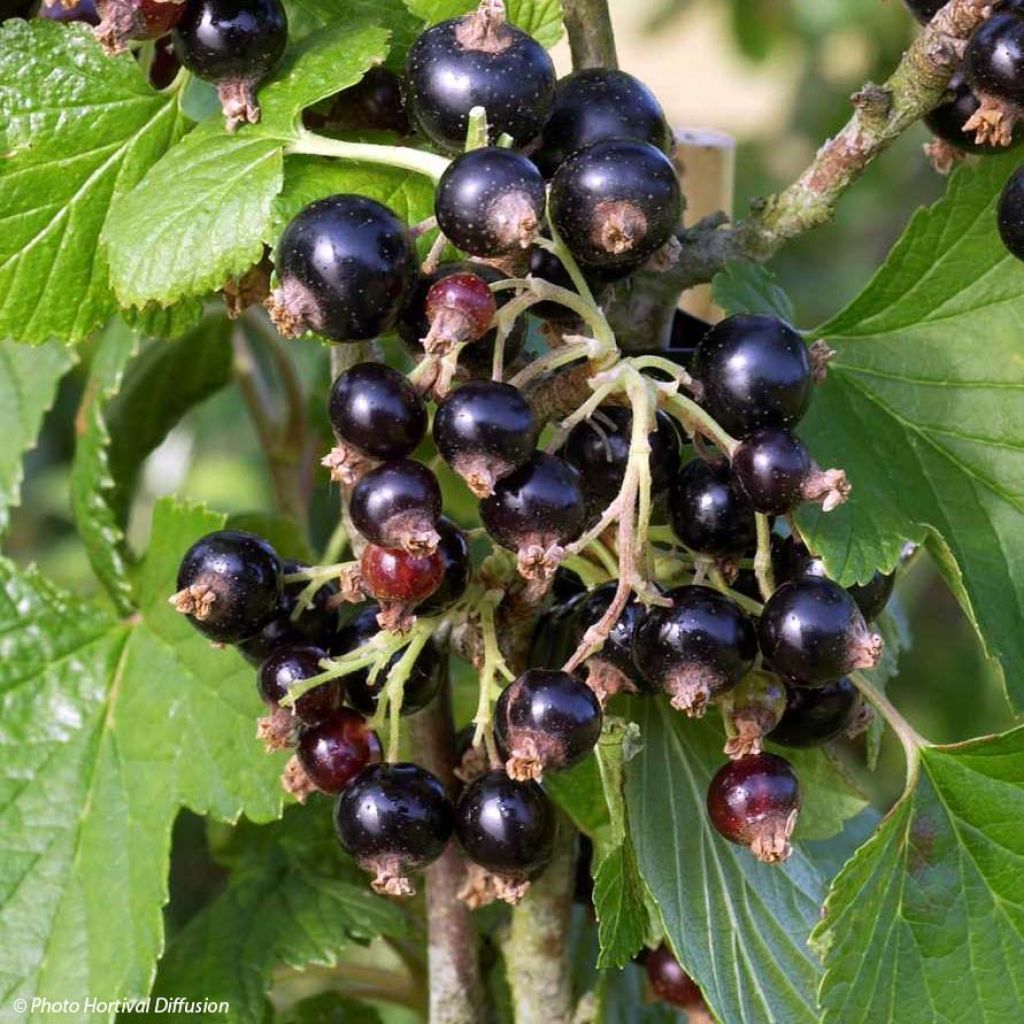 Schwarze Johannisbeere Noir de Bourgogne