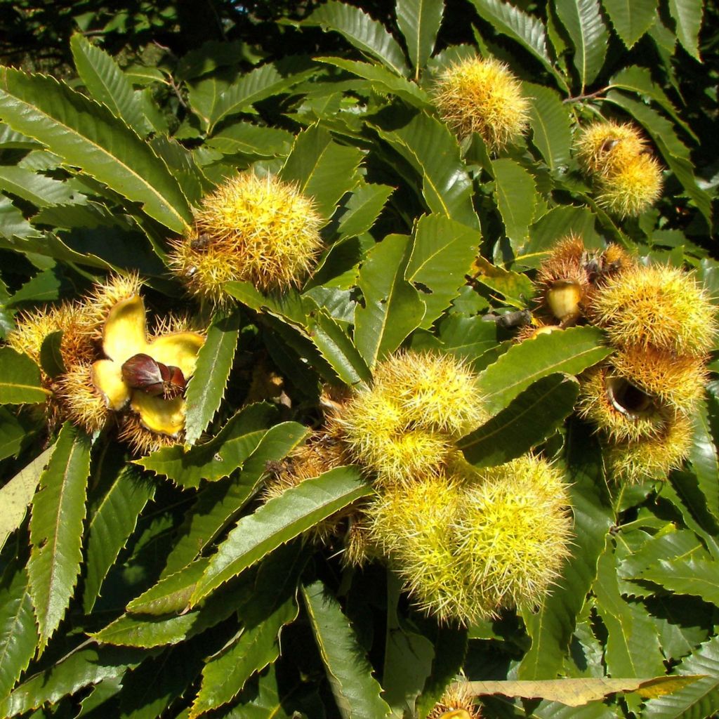 Esskastanie - Castanea sativa