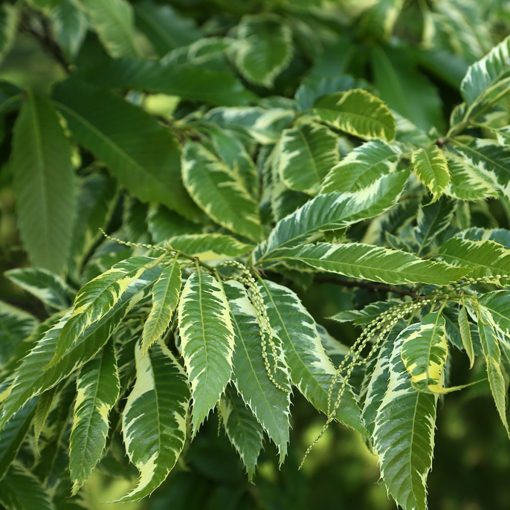 Esskastanie Albomarginata - Castanea sativa