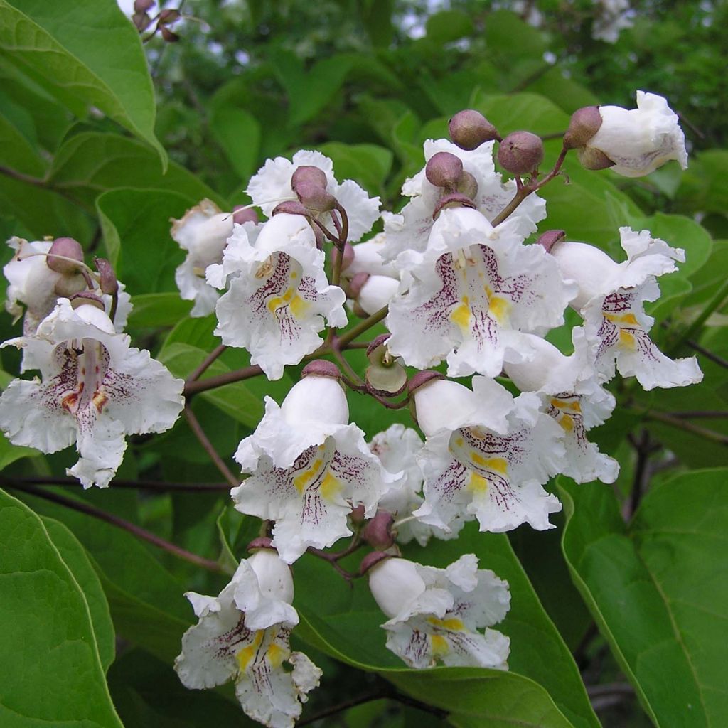 Trompetenbaum - Catalpa bignonioides