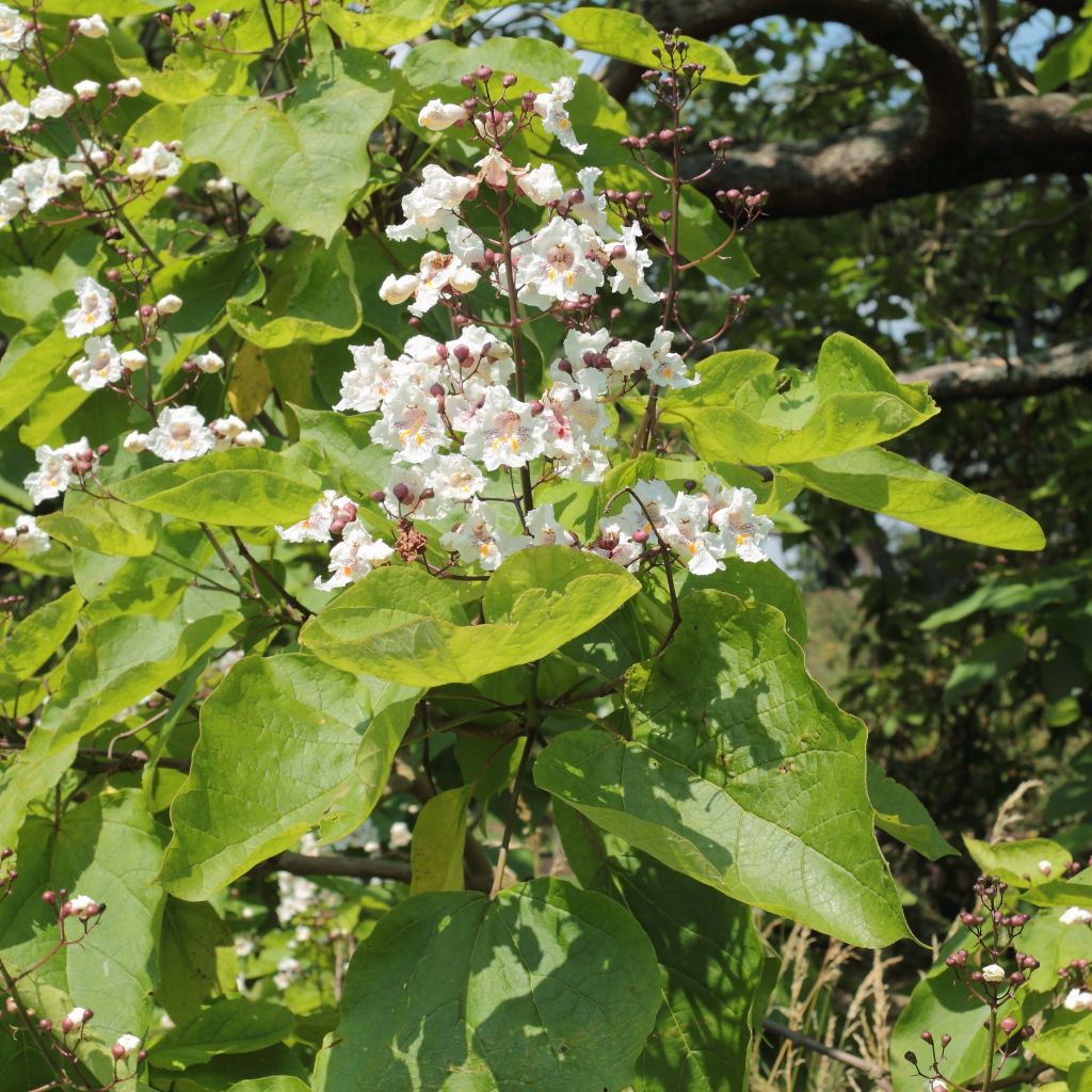 Catalpa bignonioides - Catalpa commun