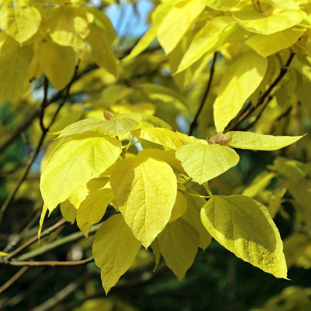 Trompetenbaum Aurea - Catalpa bignonioides