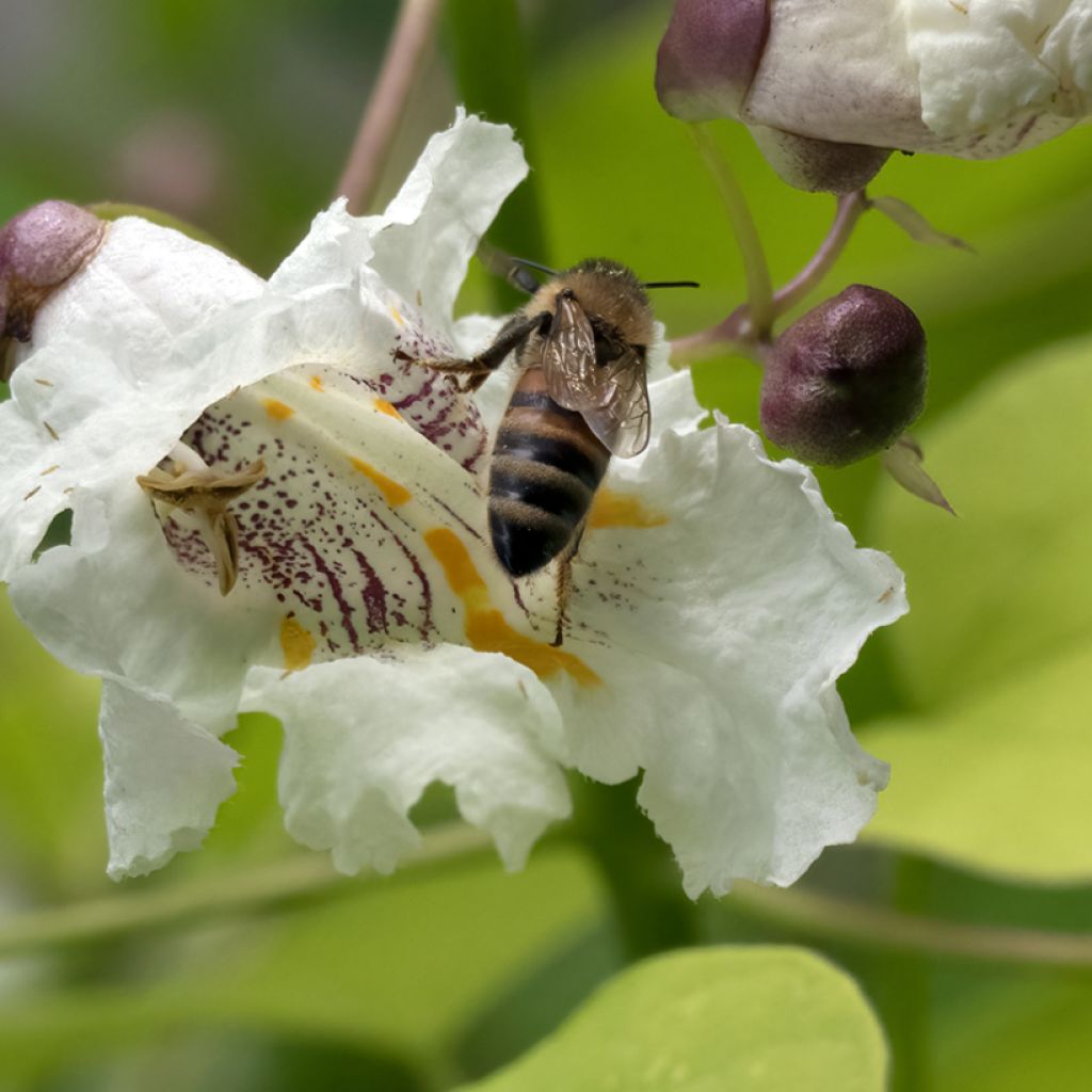 Trompetenbaum Aurea - Catalpa bignonioides