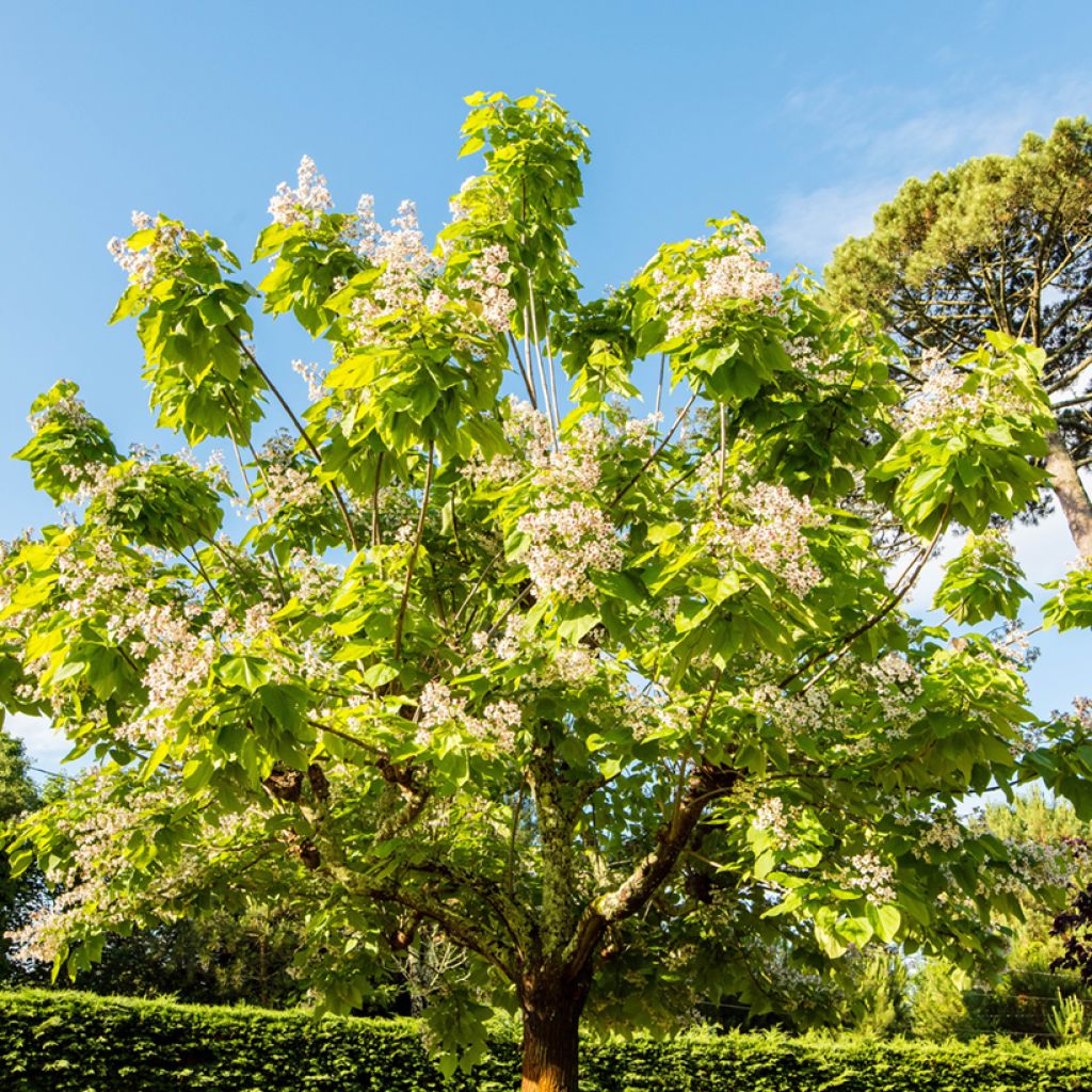 Trompetenbaum Aurea - Catalpa bignonioides