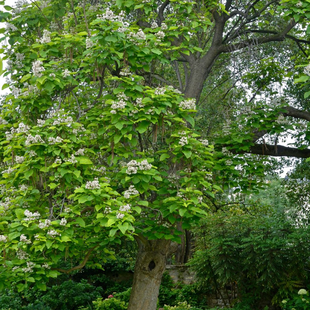 Trompetenbaum - Catalpa bignonioides