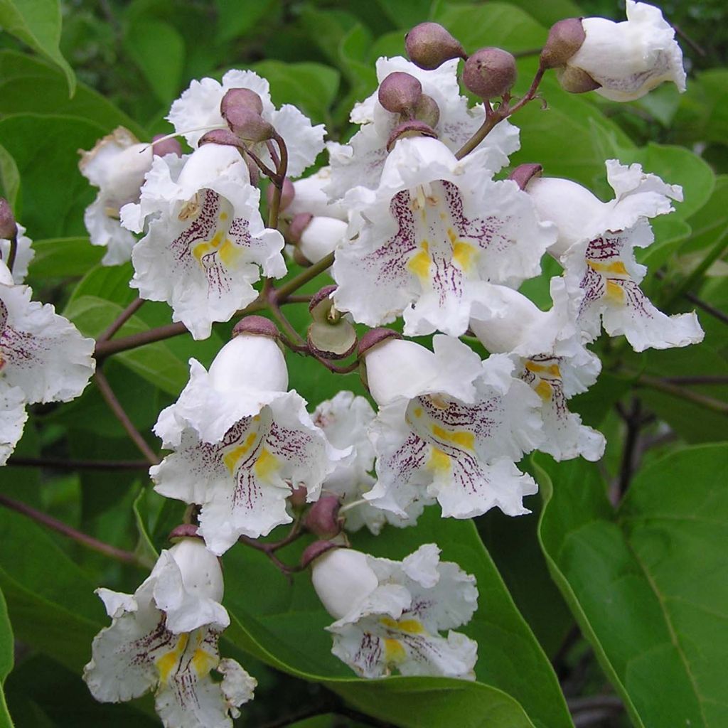 Trompetenbaum Nana - Catalpa bignonioides