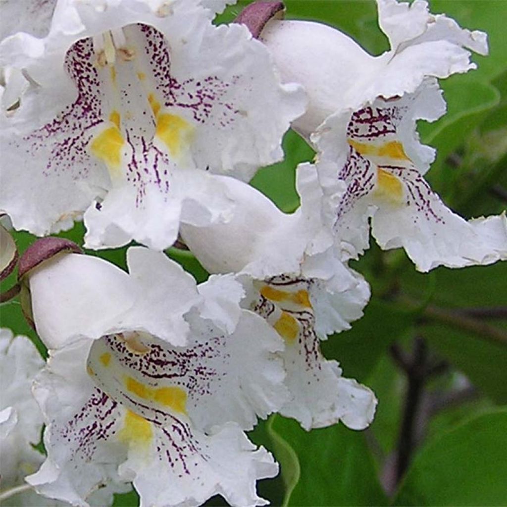 Trompetenbaum Nana - Catalpa bignonioides