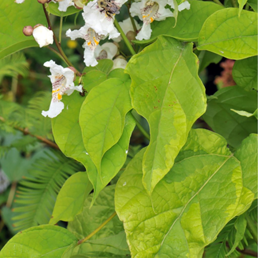 Trompetenbaum Variegata - Catalpa bignonioides