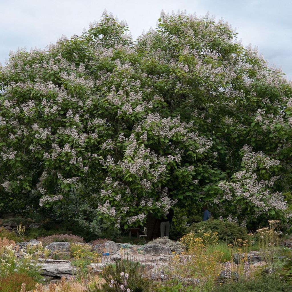 Trompetenbaum Purpurea - Catalpa erubescens