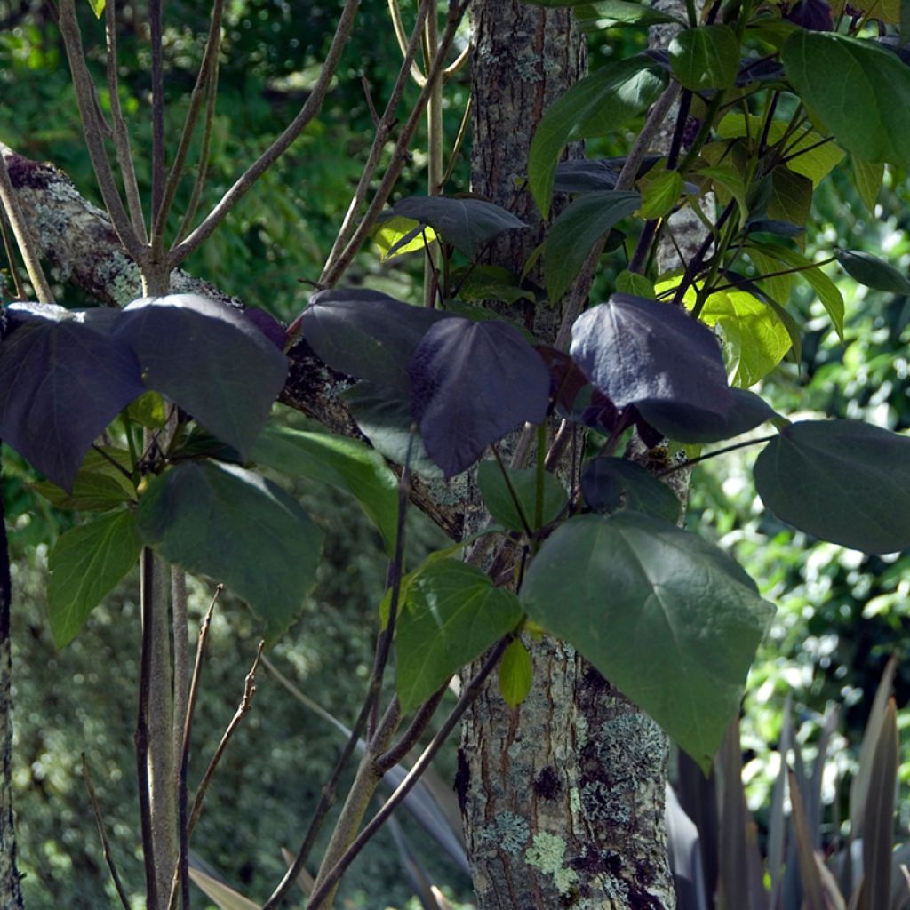 Trompetenbaum Purpurea - Catalpa erubescens