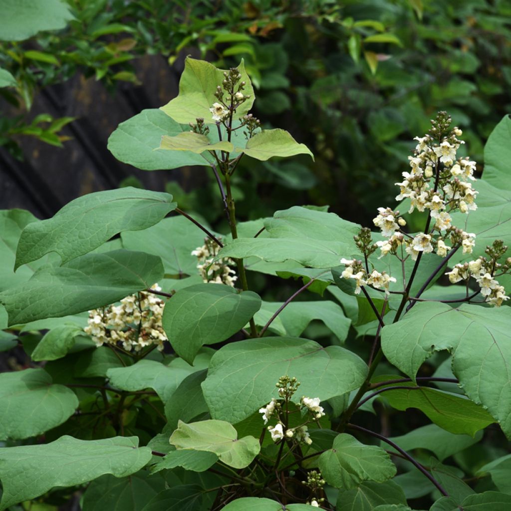 Gelber Trompetenbaum Slender Silhoutte - Catalpa ovata