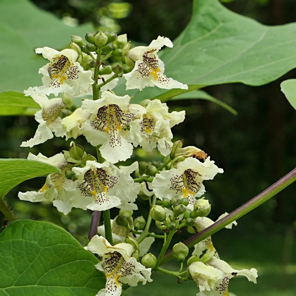 Gelber Trompetenbaum Slender Silhoutte - Catalpa ovata