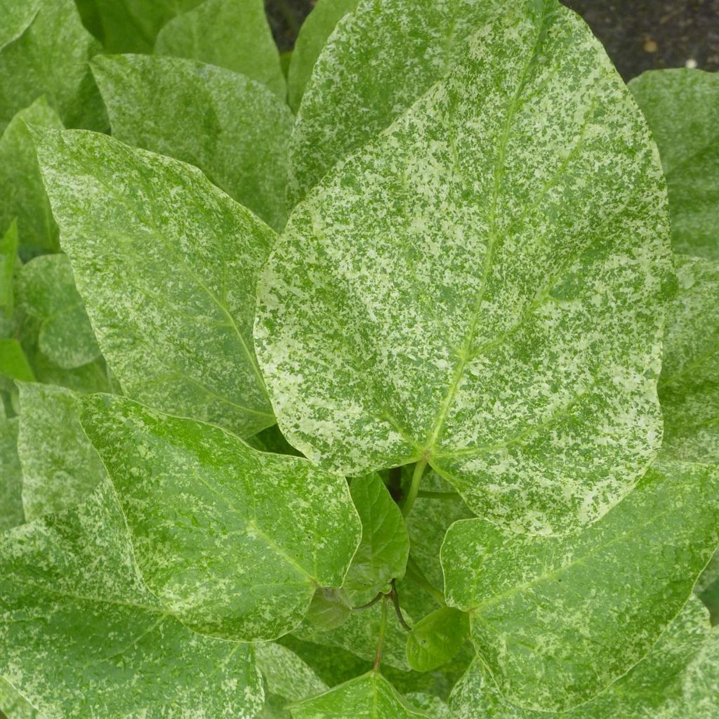 Prächtiger Trompetenbaum Pulverulenta - Catalpa speciosa