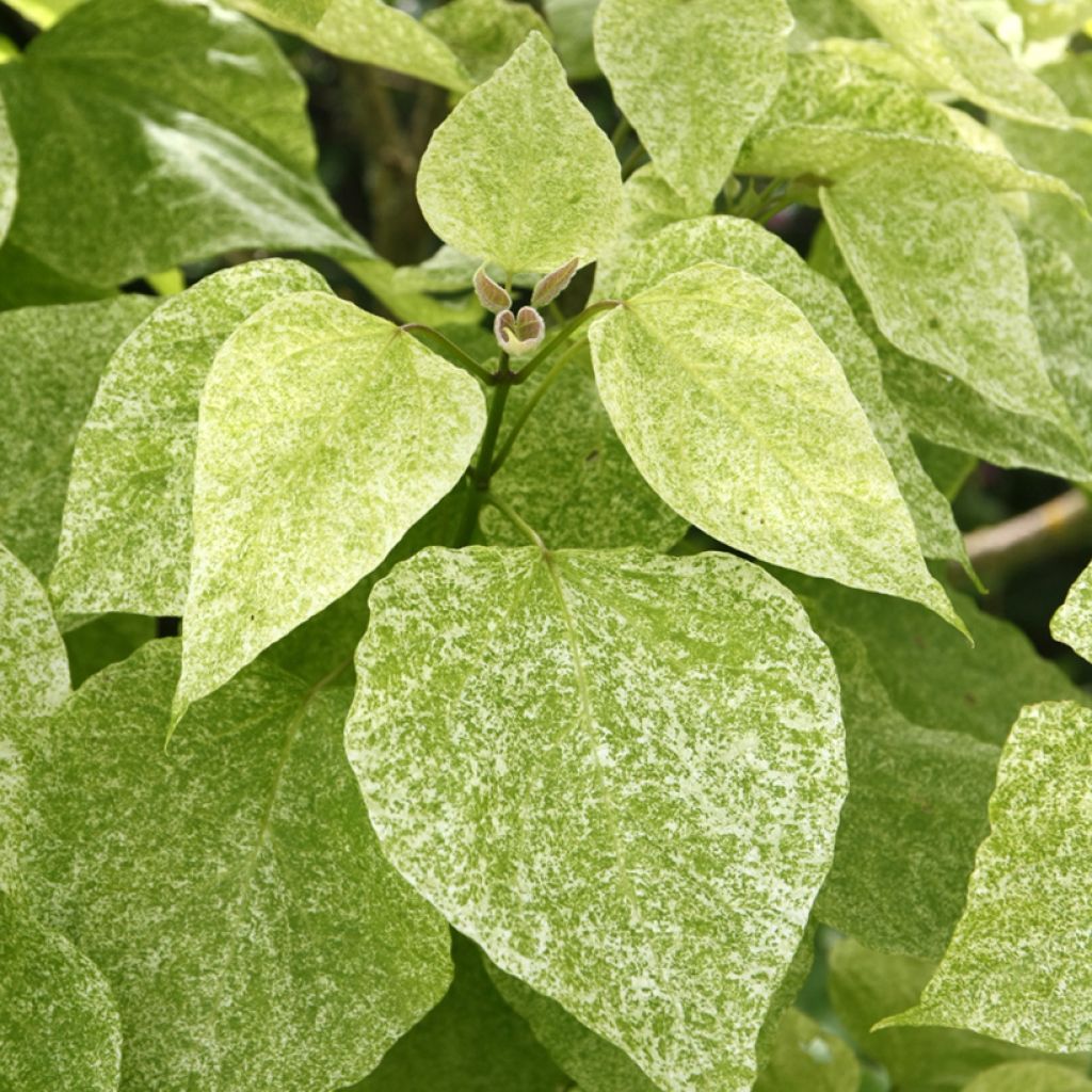 Prächtiger Trompetenbaum Pulverulenta - Catalpa speciosa