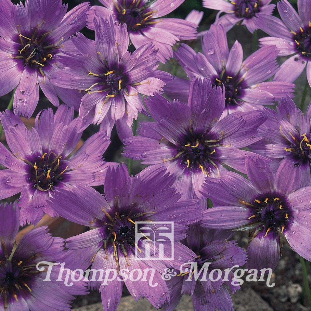 Catananche caerulea Amor Blue (Samen) - Blaue Rasselblume