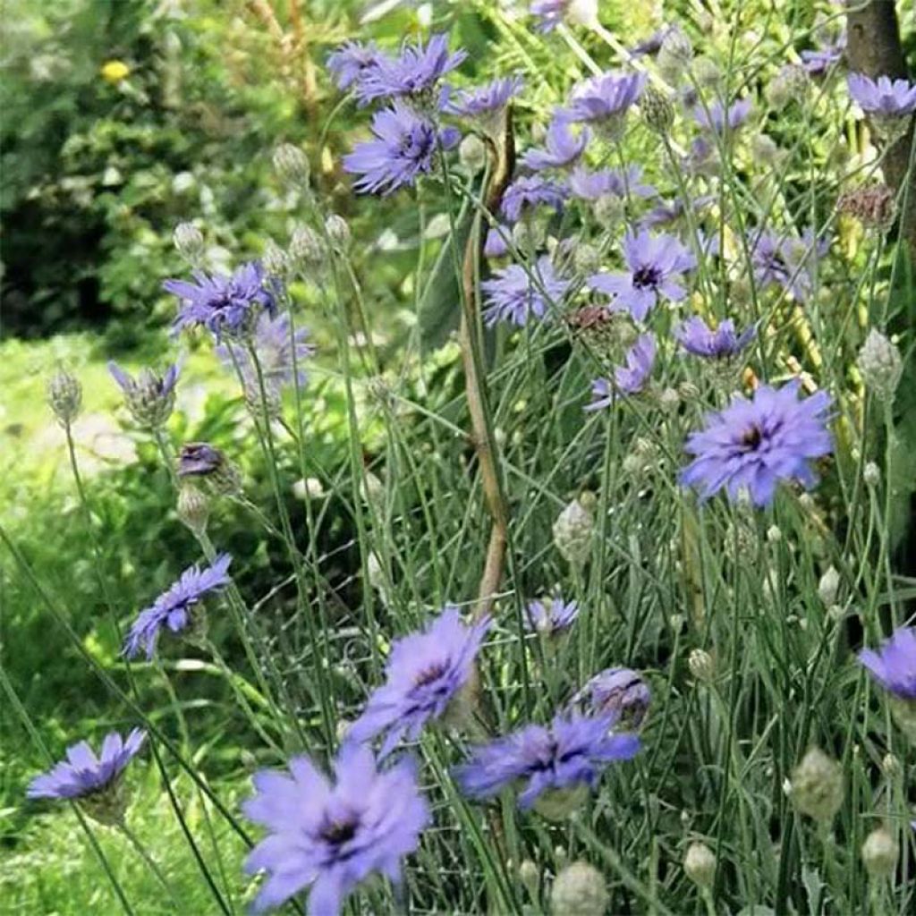 Catananche caerulea - Cupidone