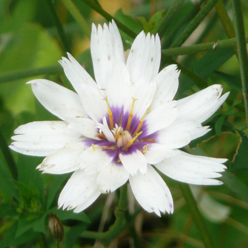 Catananche caerulea Alba - Cupidone blanche