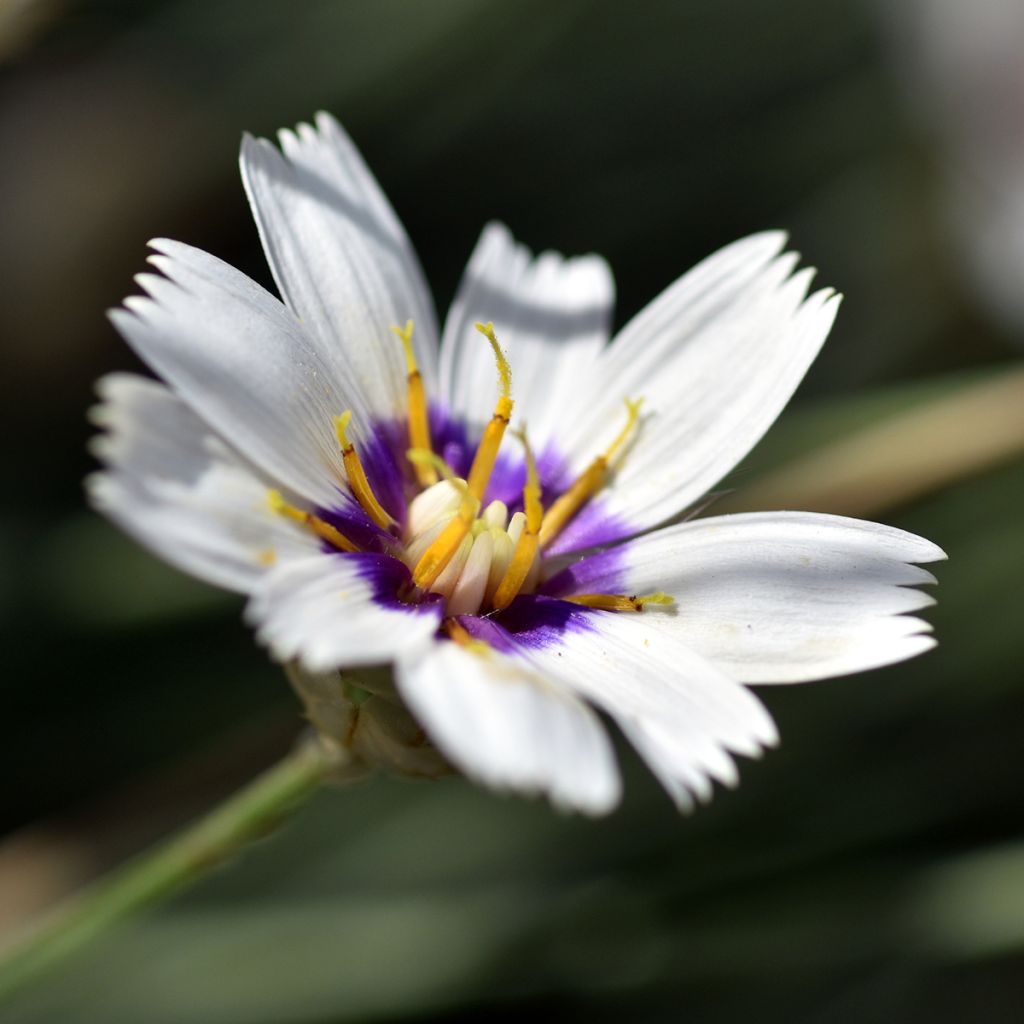 Catananche caerulea Alba - Blaue Rasselblume