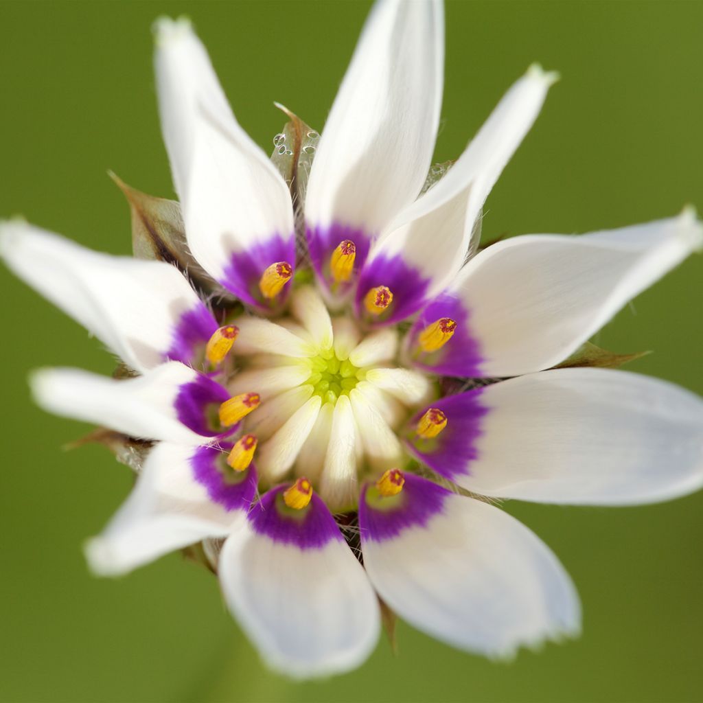 Catananche caerulea Alba - Blaue Rasselblume