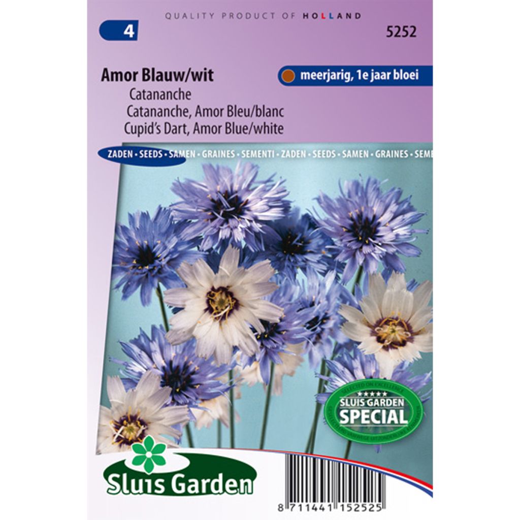 Catananche caerulea Amor Blue/White (Samen) - Blaue Rasselblume