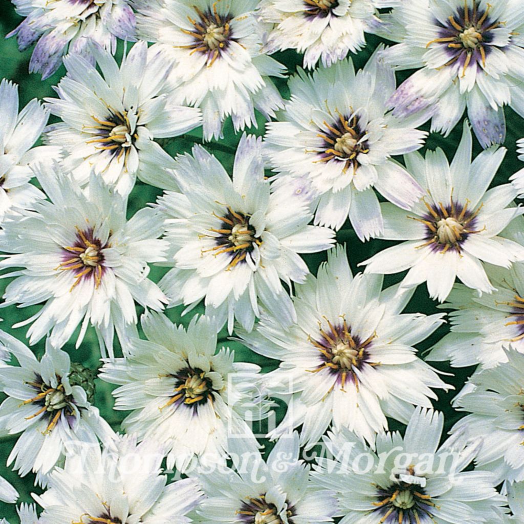 Graines de Catananche caerulea Bicolor - Cupidone blanche double