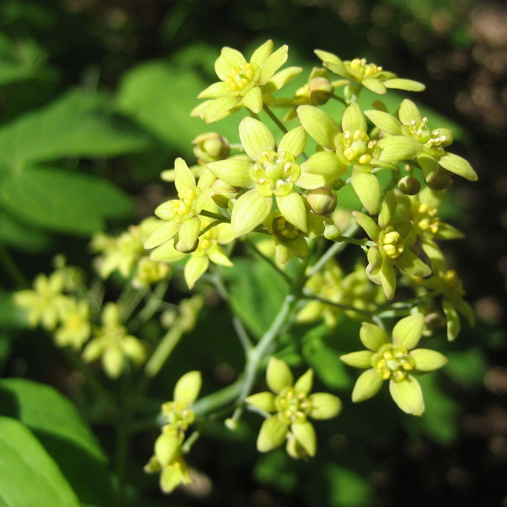 Caulophyllum thalictroides - Frauenwurzel