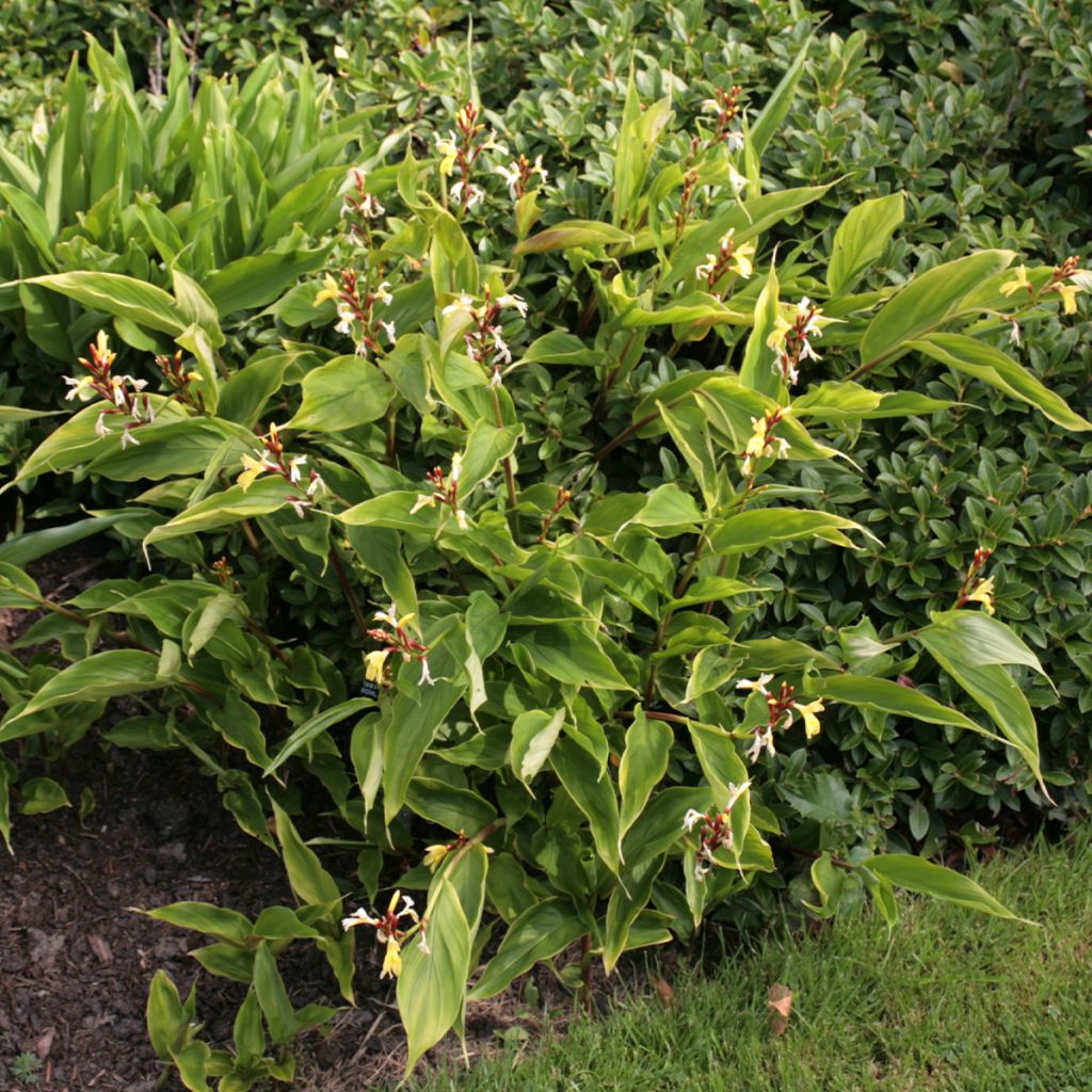 Cautleya gracilis