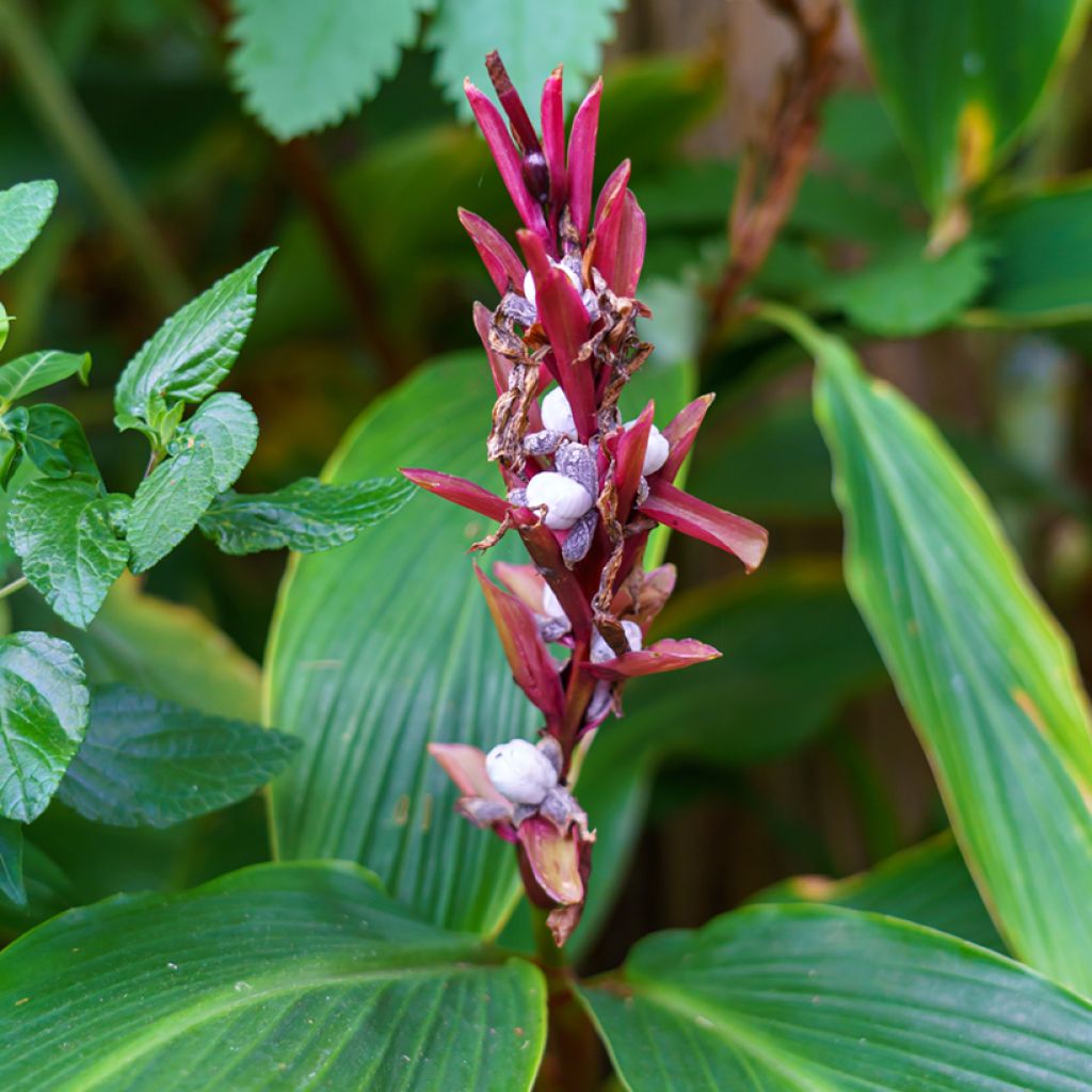 Cautleya spicata Robusta - Gingembre de l'Himalaya