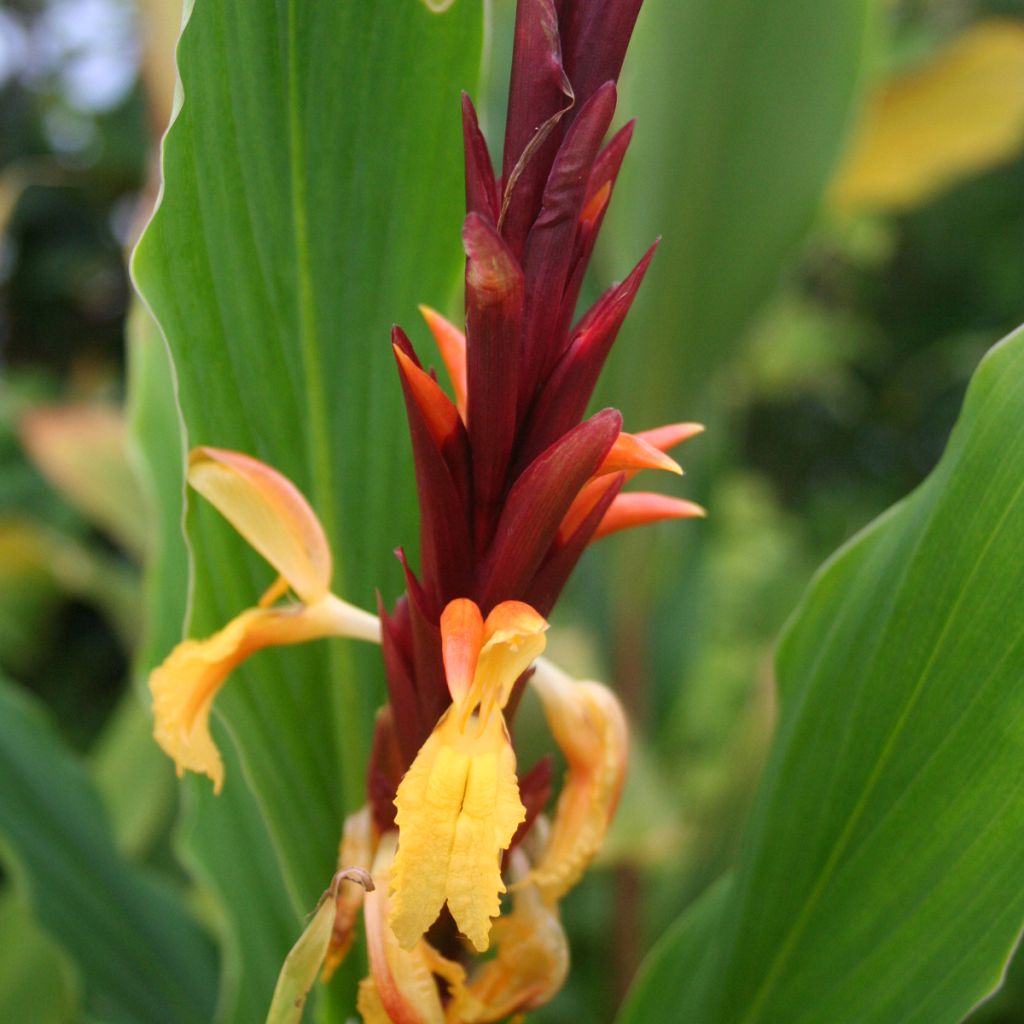 Cautleya spicata