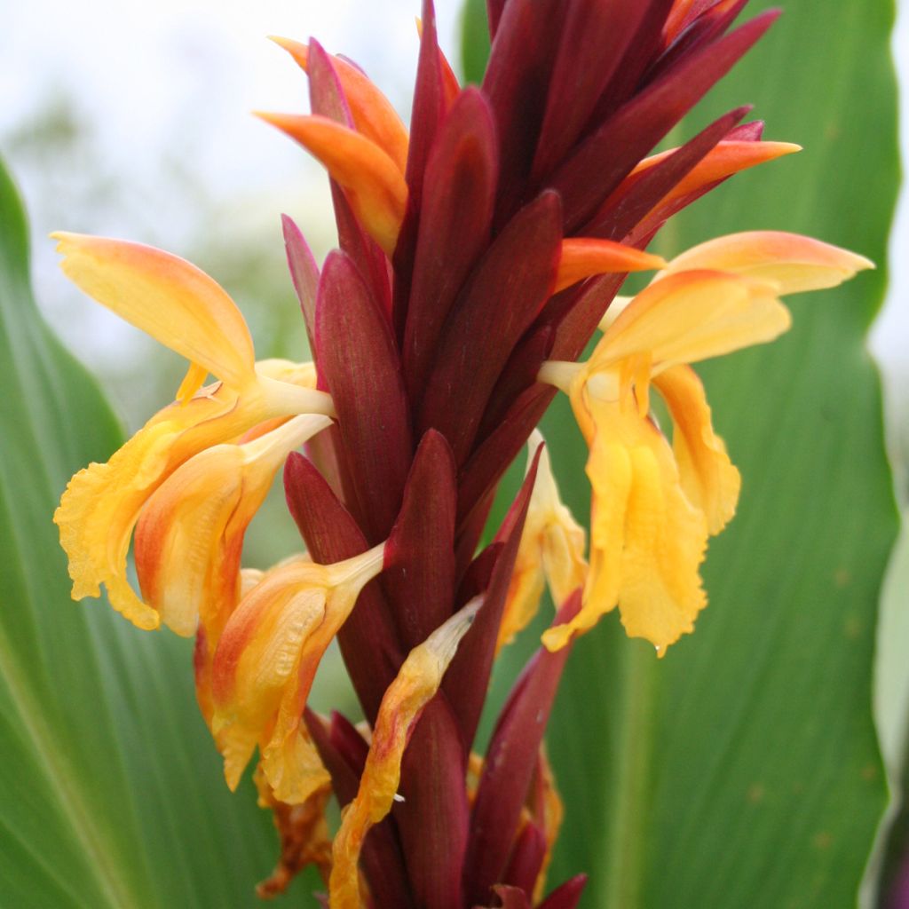 Cautleya spicata