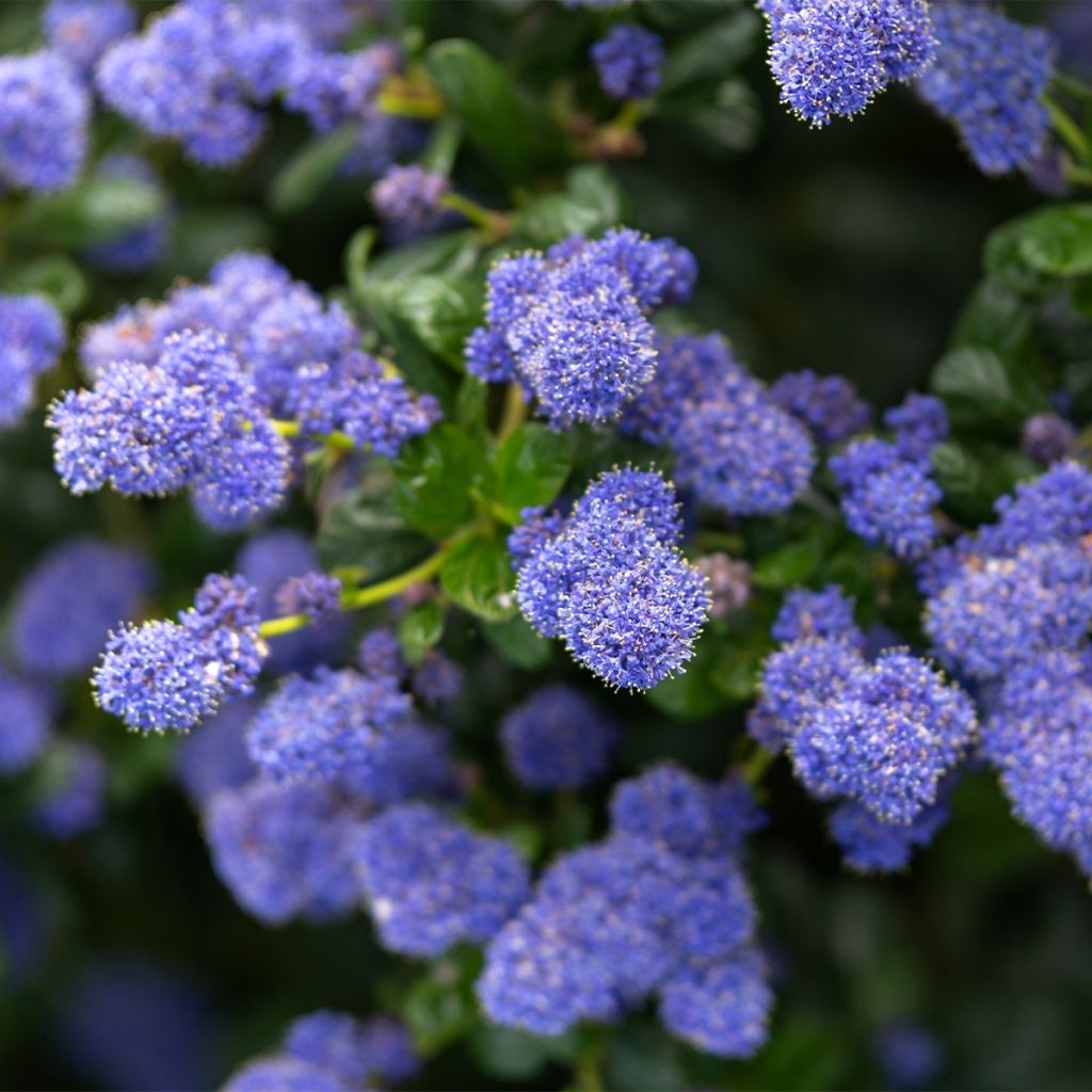 Säckelblume Autumnal Blue - Ceanothus