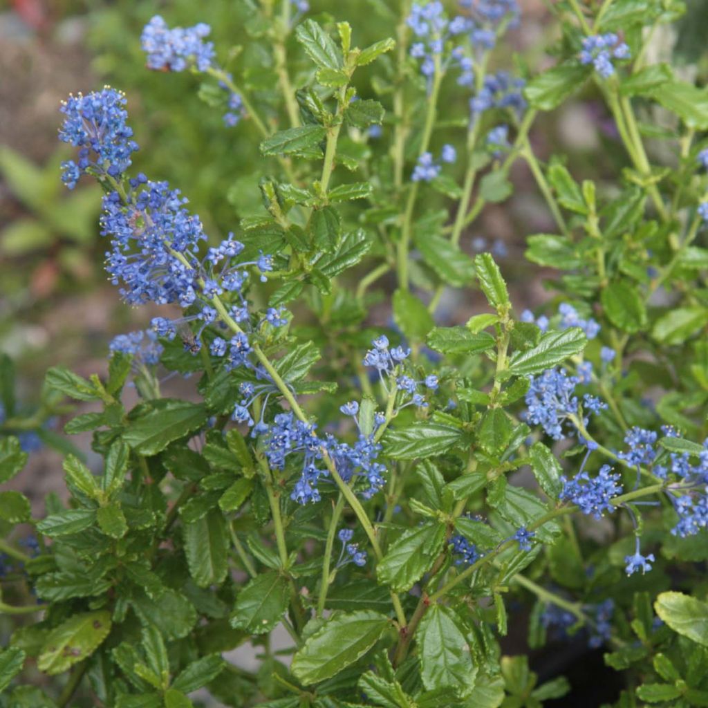 Säckelblume Italian Skies - Ceanothus foliosus