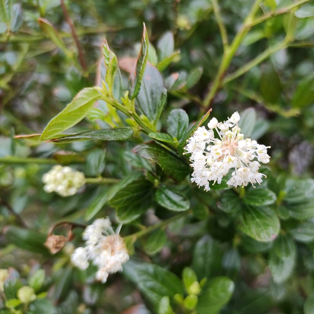 Céanothe Snow Flurries - Lilas de Californie